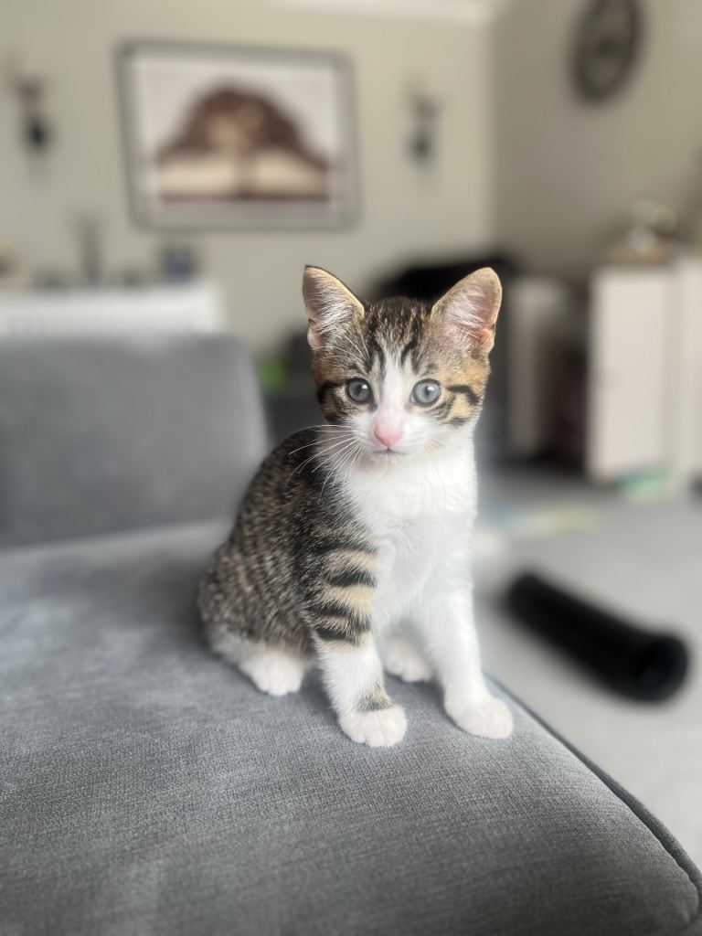Kitten 12 weeks old. 