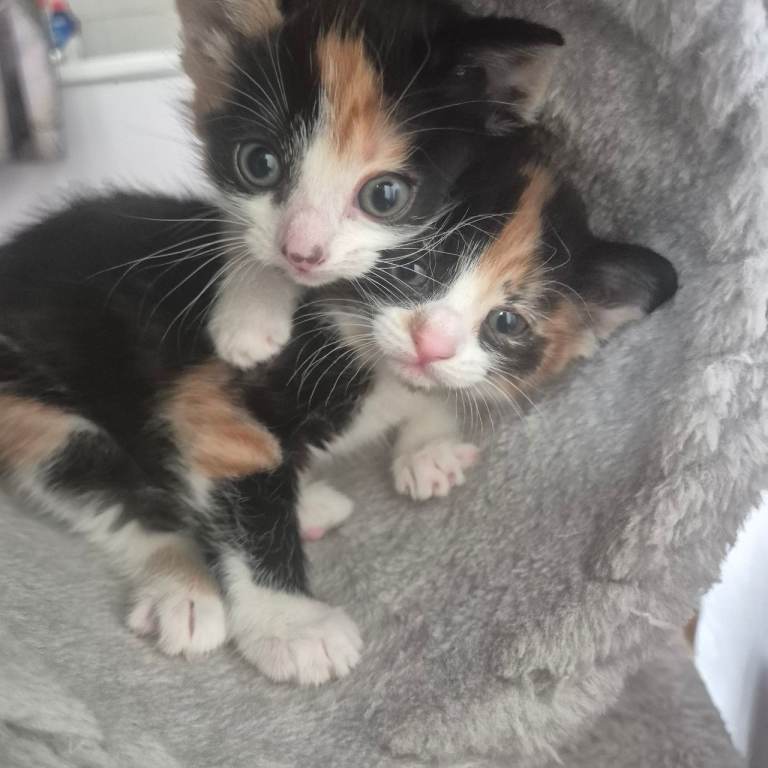 Georgous Kittens