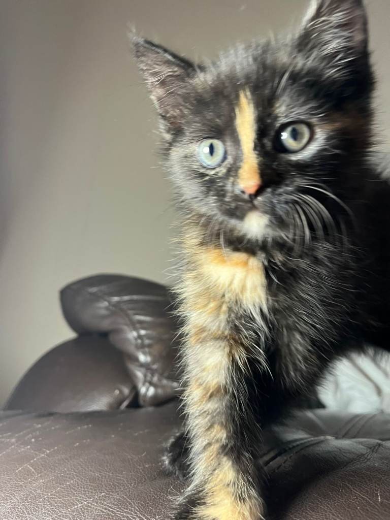  Sweet Tortoiseshell Kitten Seeking Her Forever Family 🐾