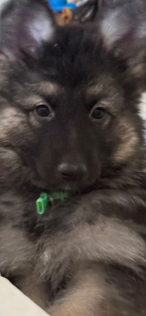 German shepherd pups 