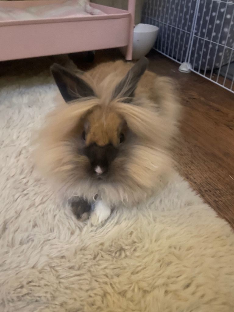 Lion head rabbit