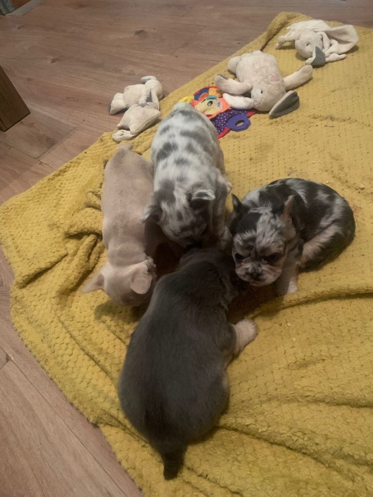 Quality fluffy French Bulldog pups 