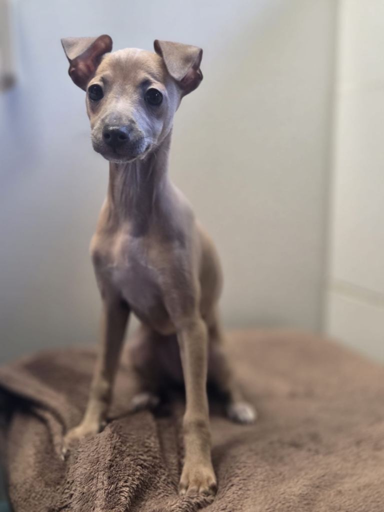  Italian greyhound girl  