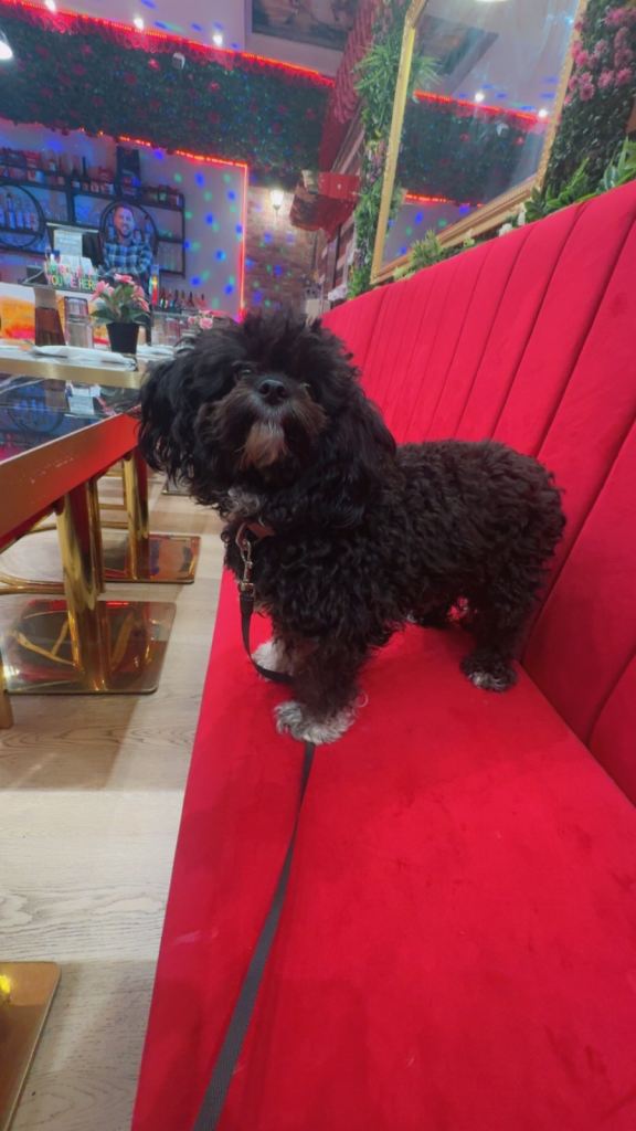 Toy poodle, one year and five months old
