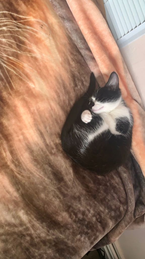 🐾Kittens for sale, urgent rehoming 