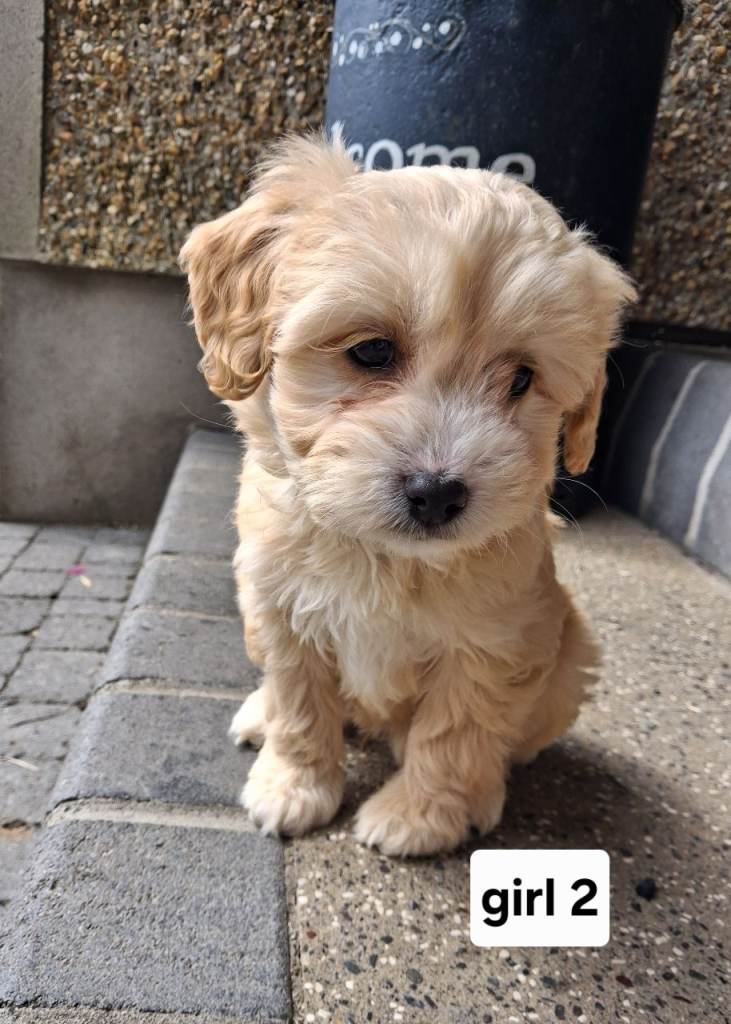 Cockapoo pups