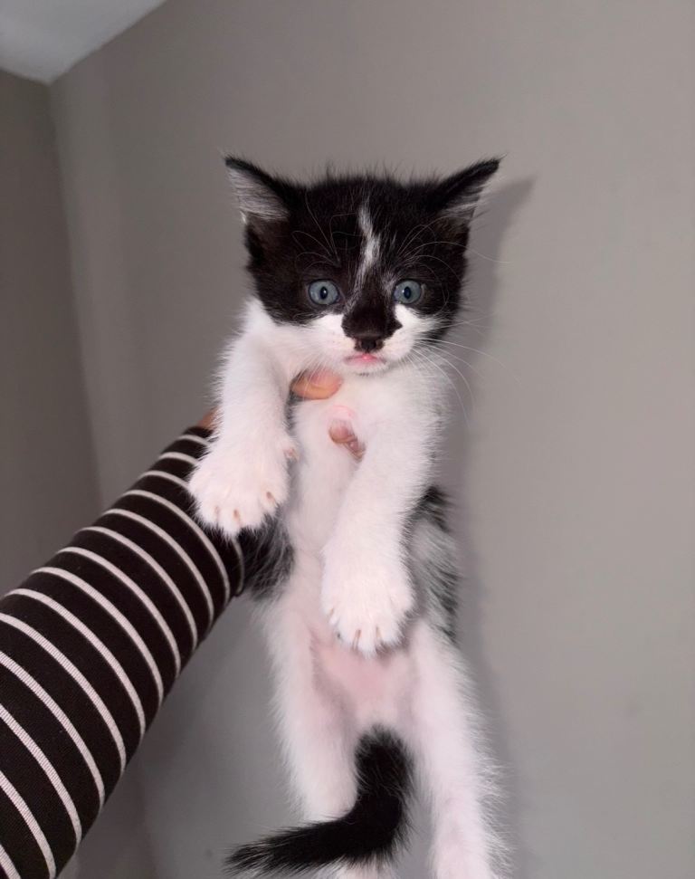 Turkish angora cross Kittens 