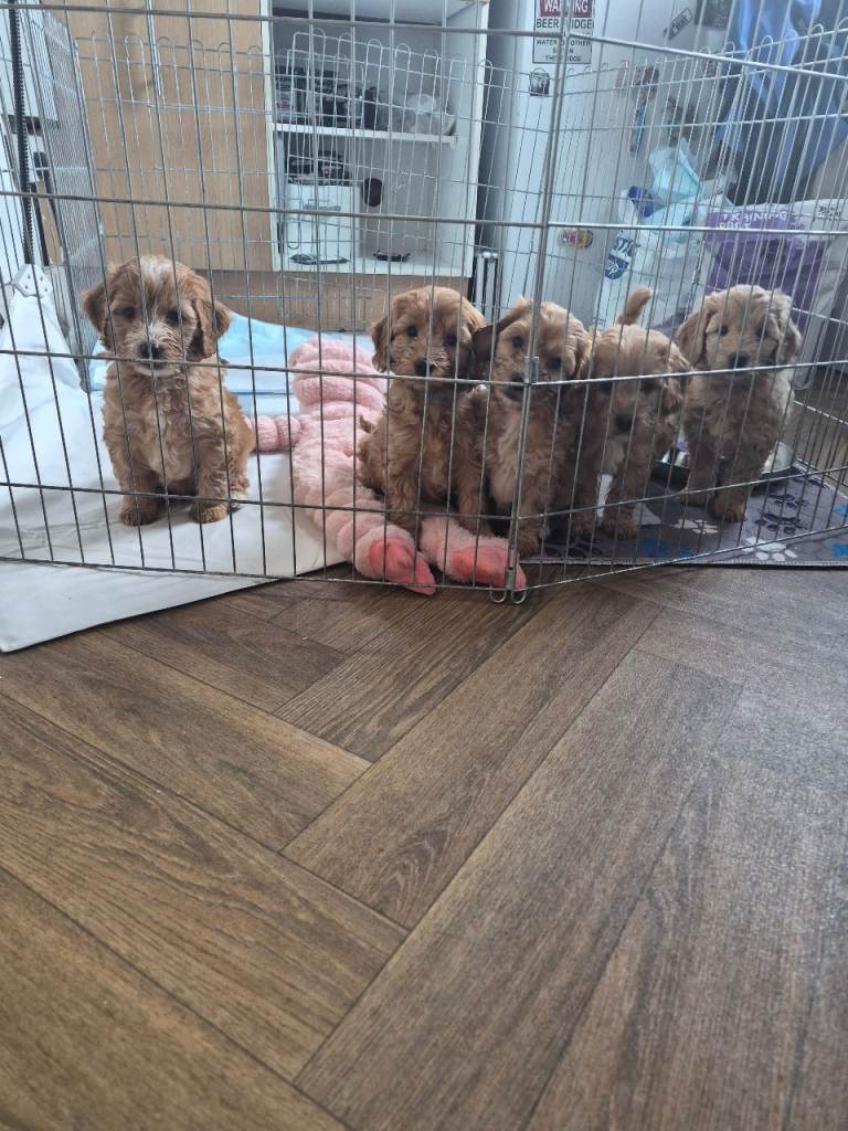 Ready to leave 20th april cockapoo puppies 