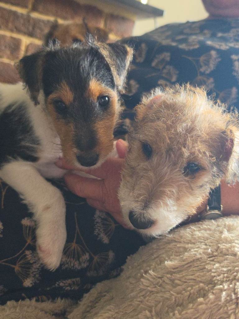 Fox terrier puppies 