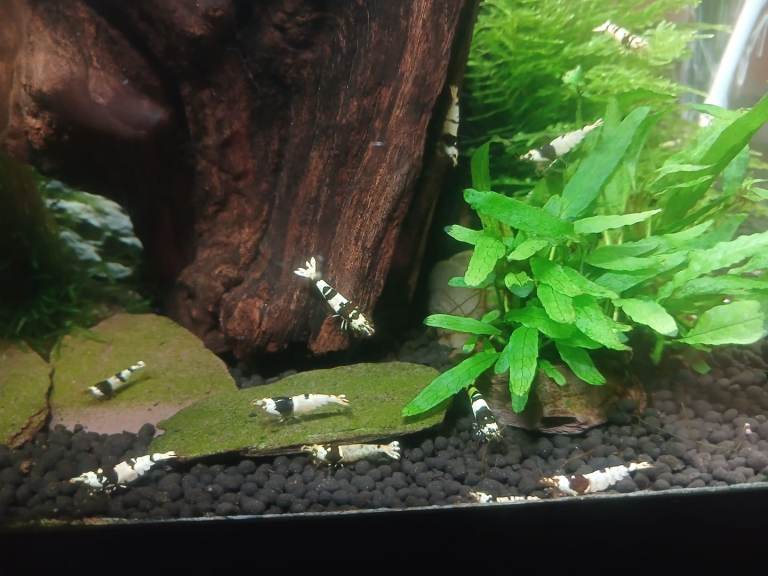 Caridina shrimp for sale