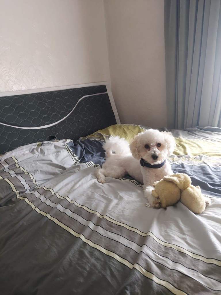 Loving Home Wanted for Our Beautiful Toy Poodle