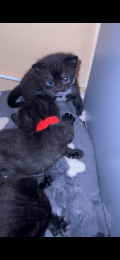 Kittens nearly ready for their forever home 
