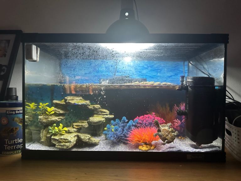 Full turtles set up ( 2 turtles included )
