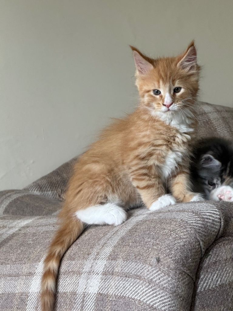 Maine Coon Kittens
