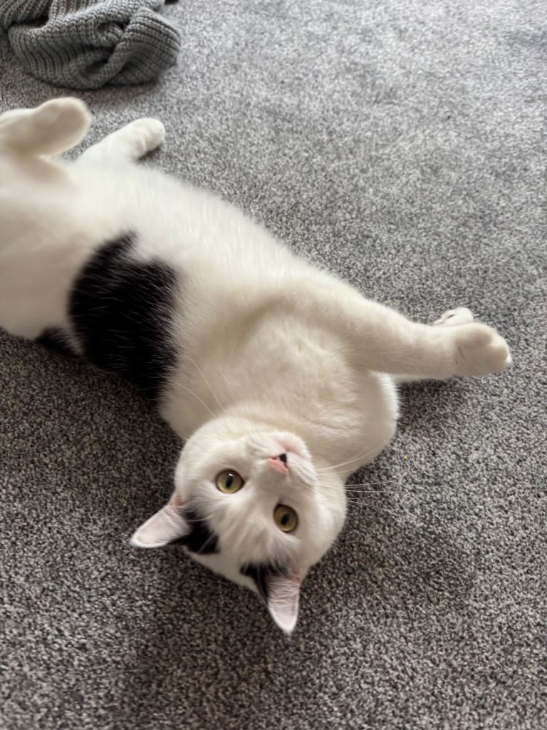 Beautiful female Cat