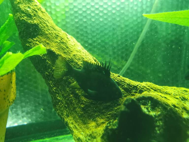 Dark Knight Ram Cichlids 