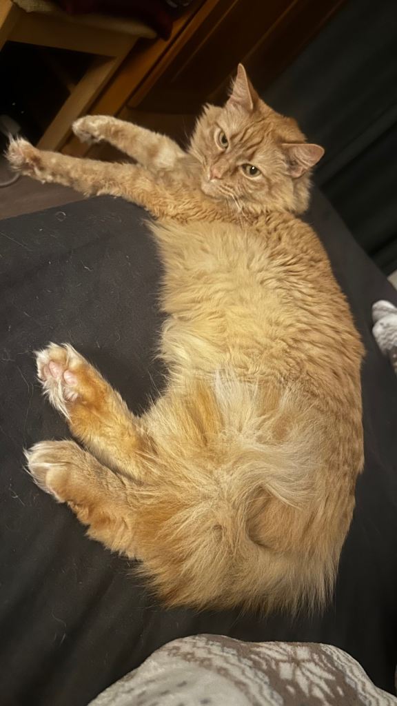 ASAP Looking for Loving Homes 