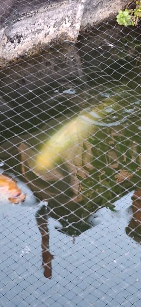 I have multiple Koi Carp that I am looking to sell.