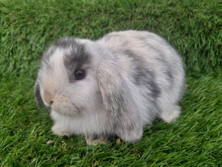 Mini Lop Rabbits