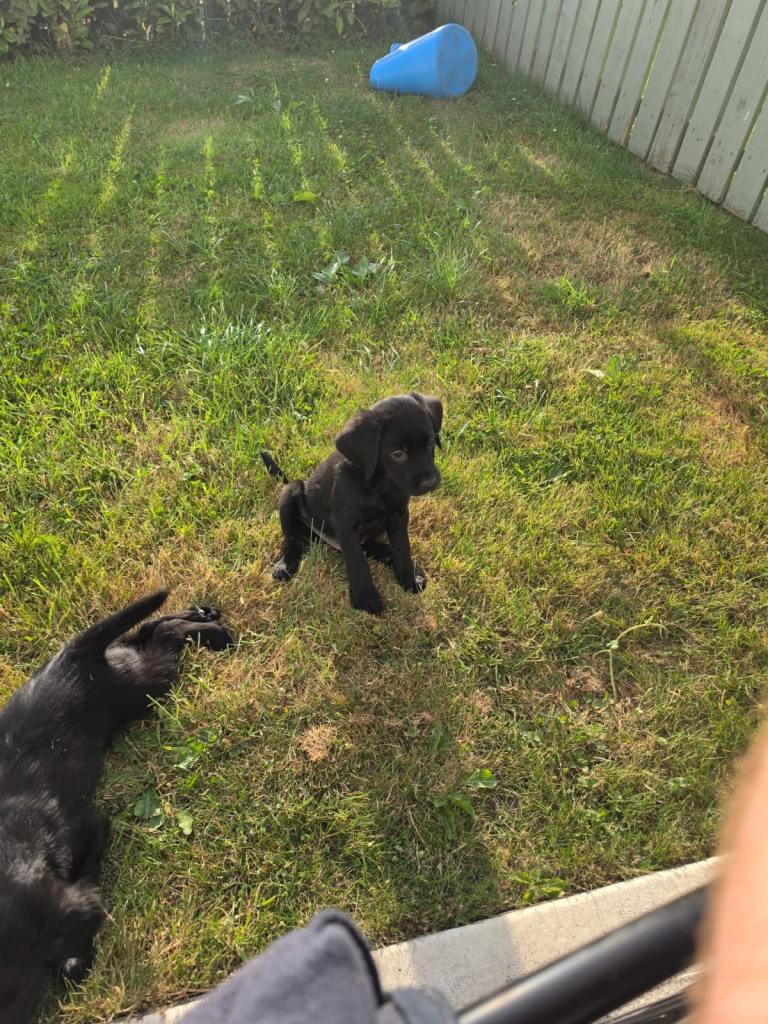 Labrador / Golden retriever 