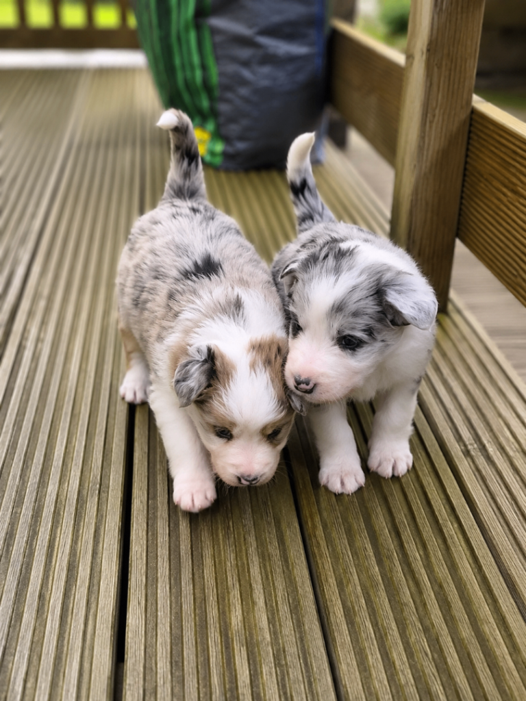 Beardie border  cross pups puppies merle and tri colour male & female available