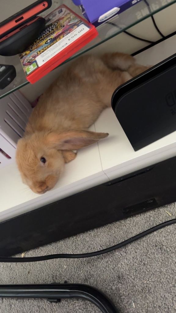 15 week old rabbit