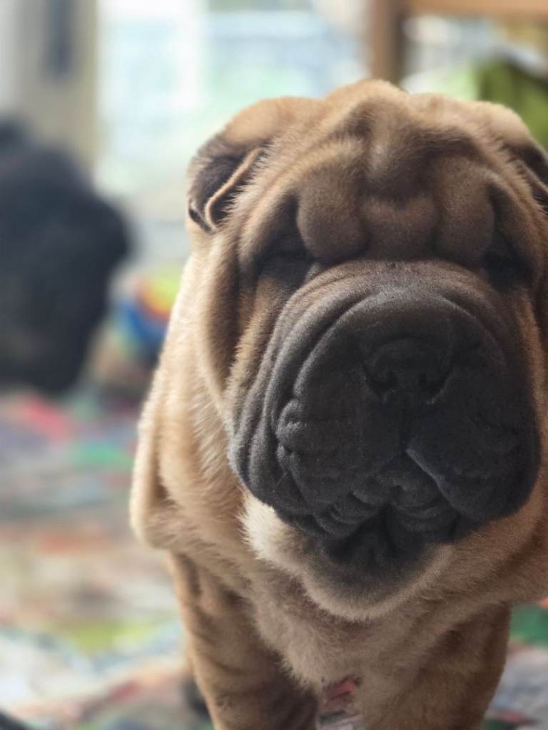 Lovely Shar pei puppies