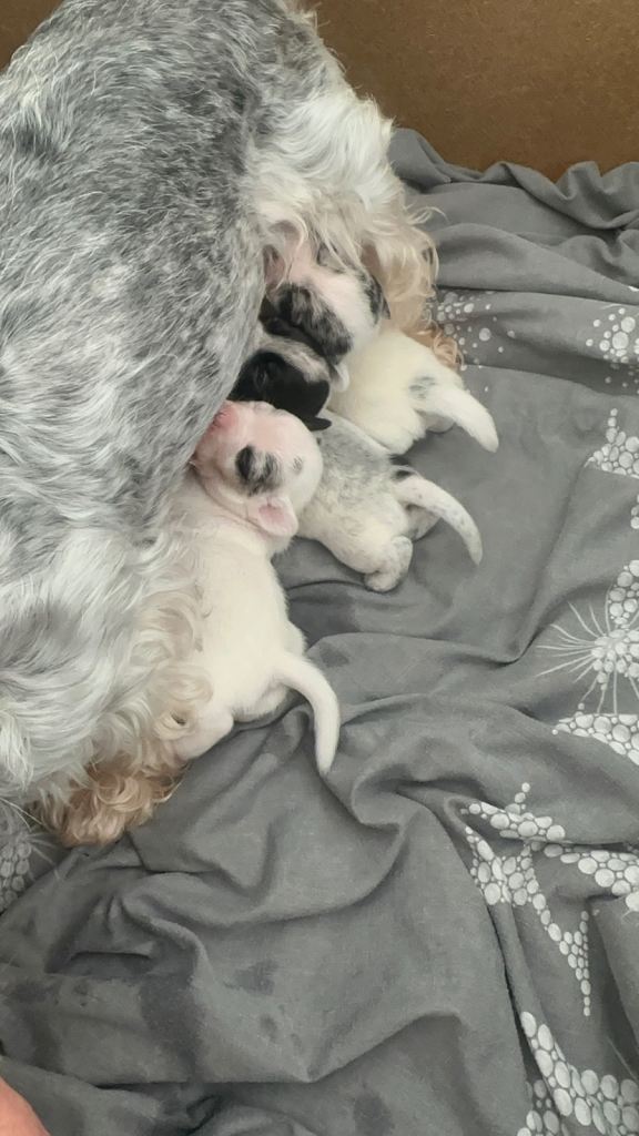 Sealyham terrier x 
