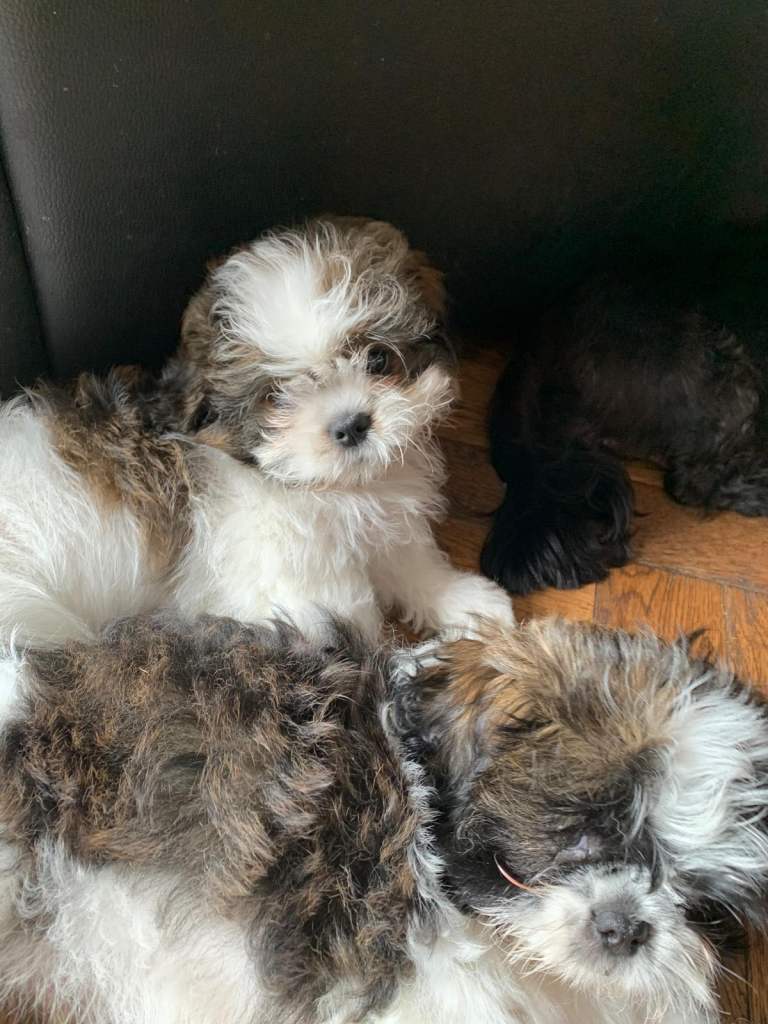 Shitzu puppy’s 