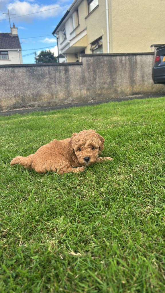 Female Cavapoo for sale 