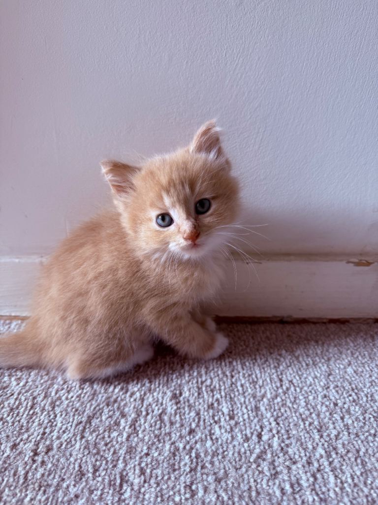 Cream ginger female kitten 