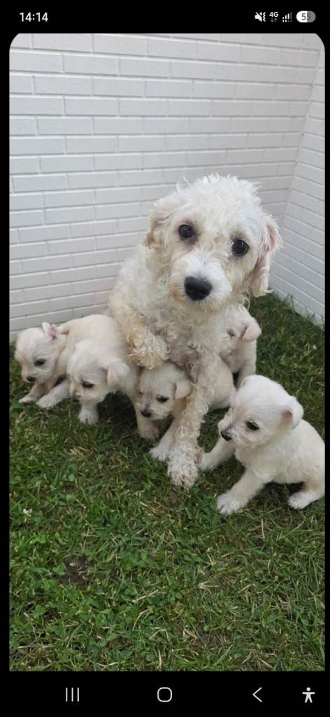 Schnoodle puppies 