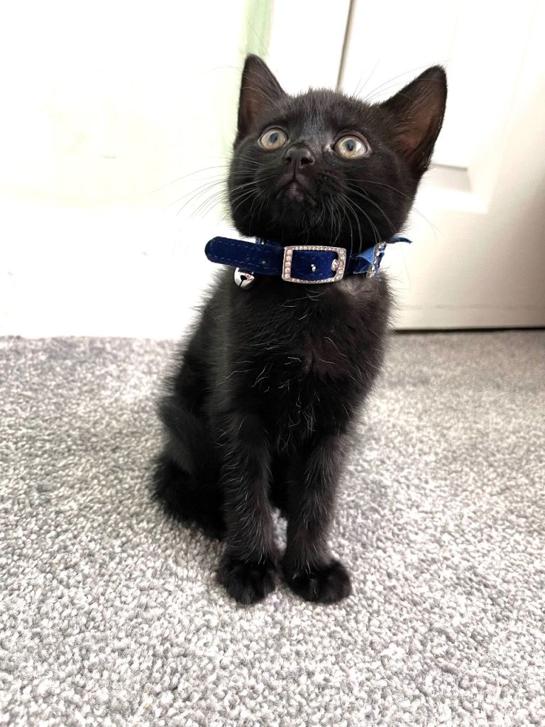 British shorthair X Tabby kitten