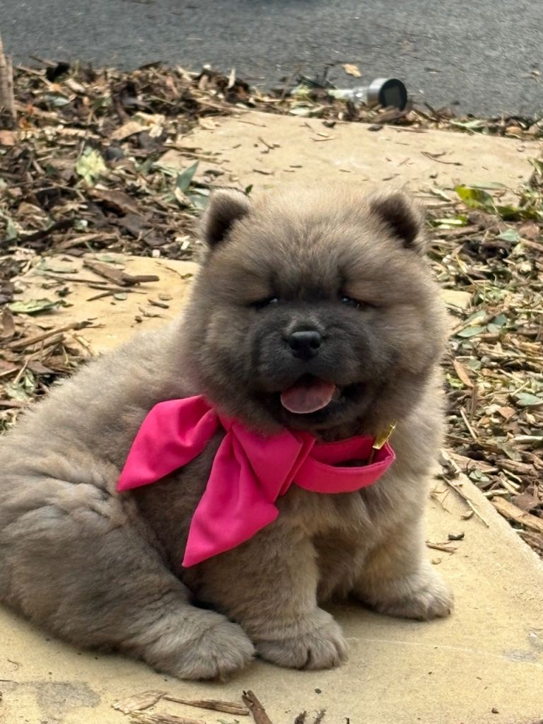 🧸🐾Kc registered Chow chow puppies 🧸🐾