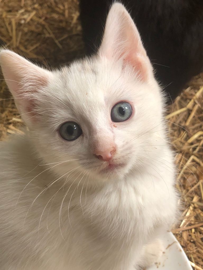 Fun kittens 🐈‍⬛ 