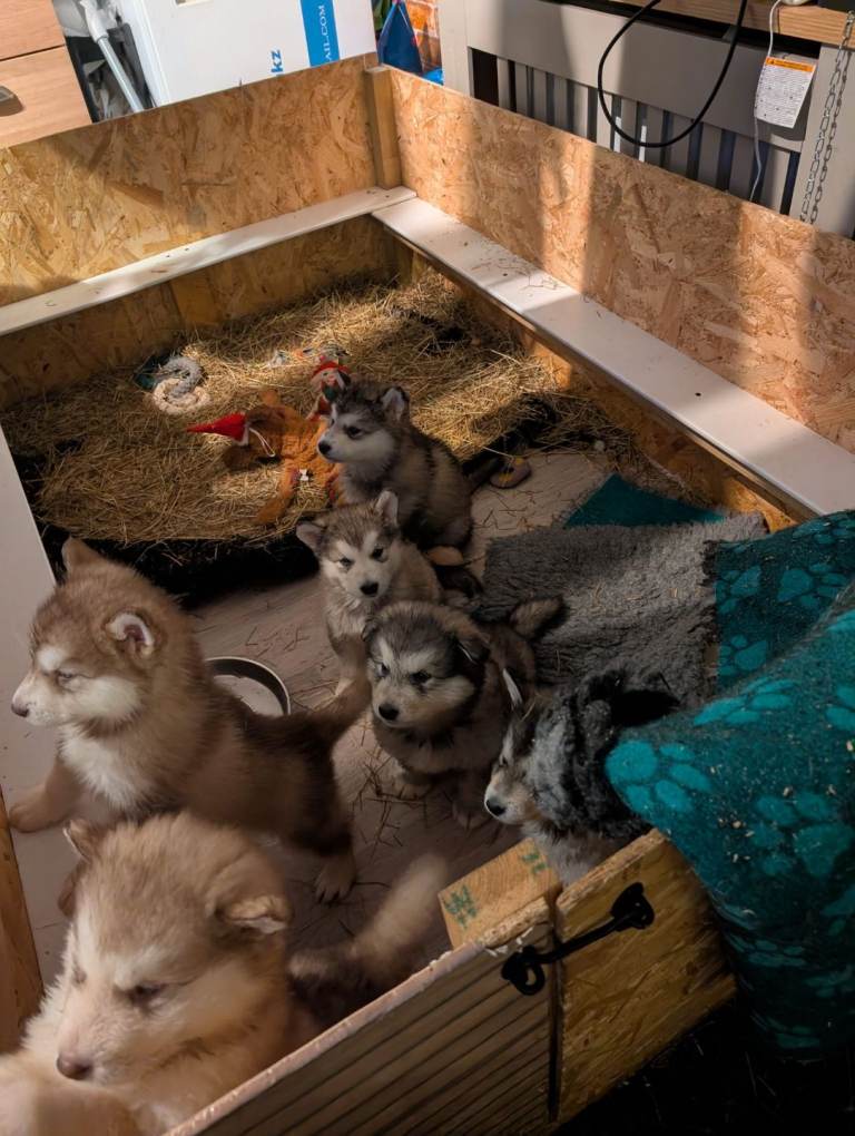 2 Male Wooly kc reg alaskan malamute puppies