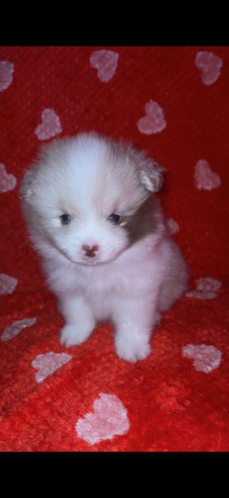 Two beautiful Sable chocolate Pomeranians boys 