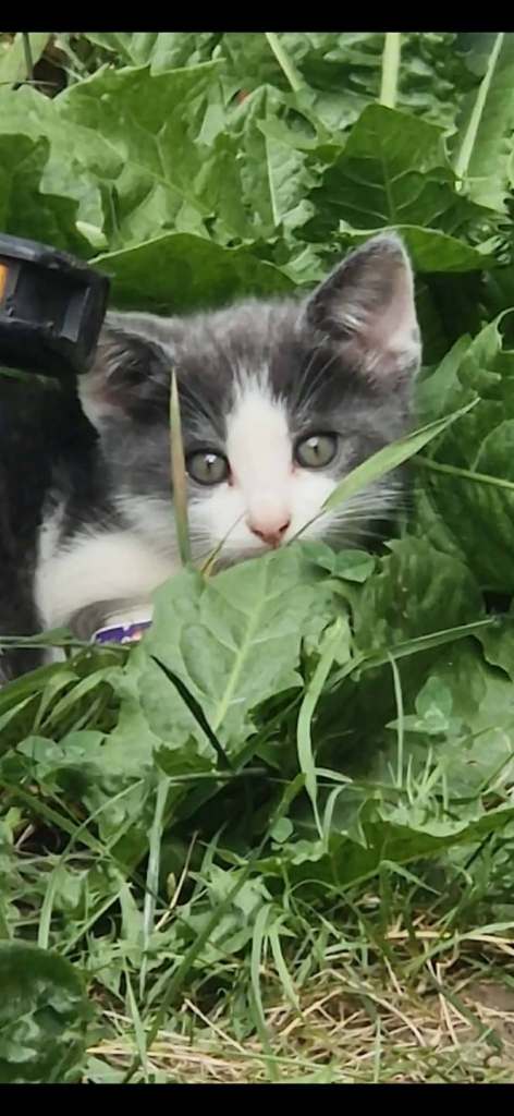 beautiful little kittens for sale two males one female