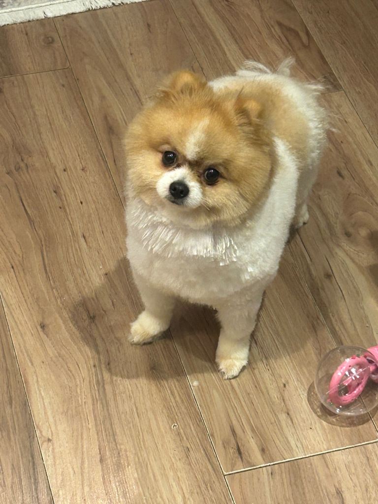 Pomeranian