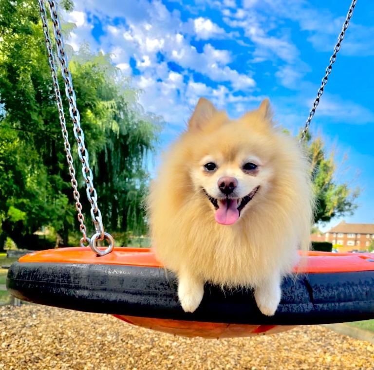 Pomeranian msle