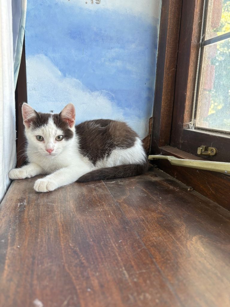 Kitten for sale 