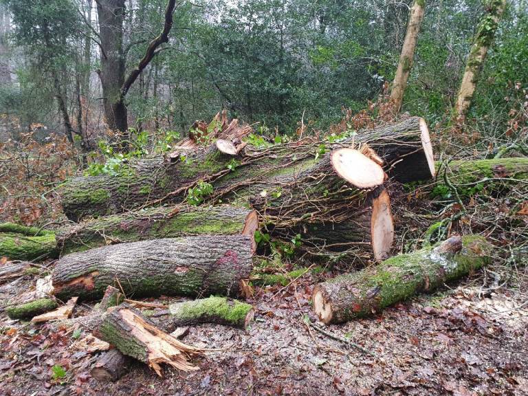 Fallen trees wanted. Tree trunks. Logs wanted. Tree surgeon. Free collection. Fire wood.Garden