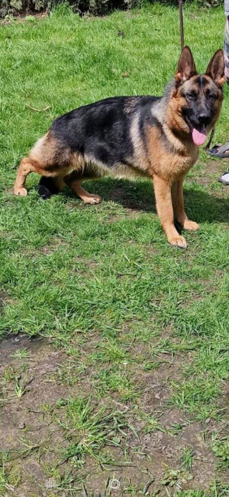 German shepherd female KC