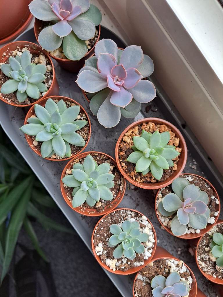 Succulents & Houseplants (Easy Care)