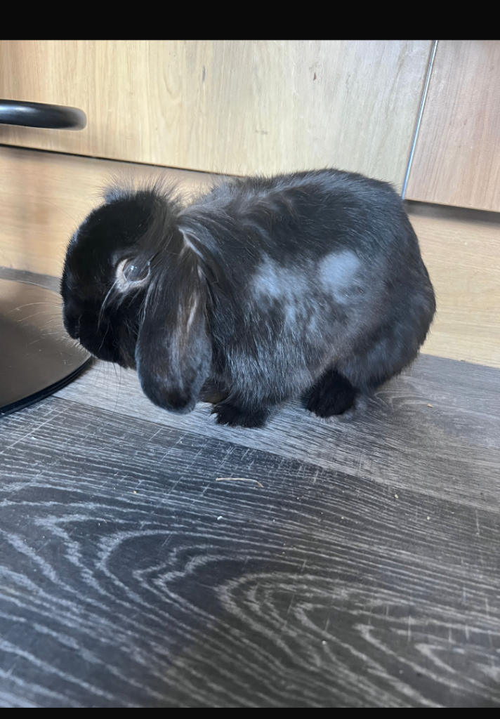 5 month old male 