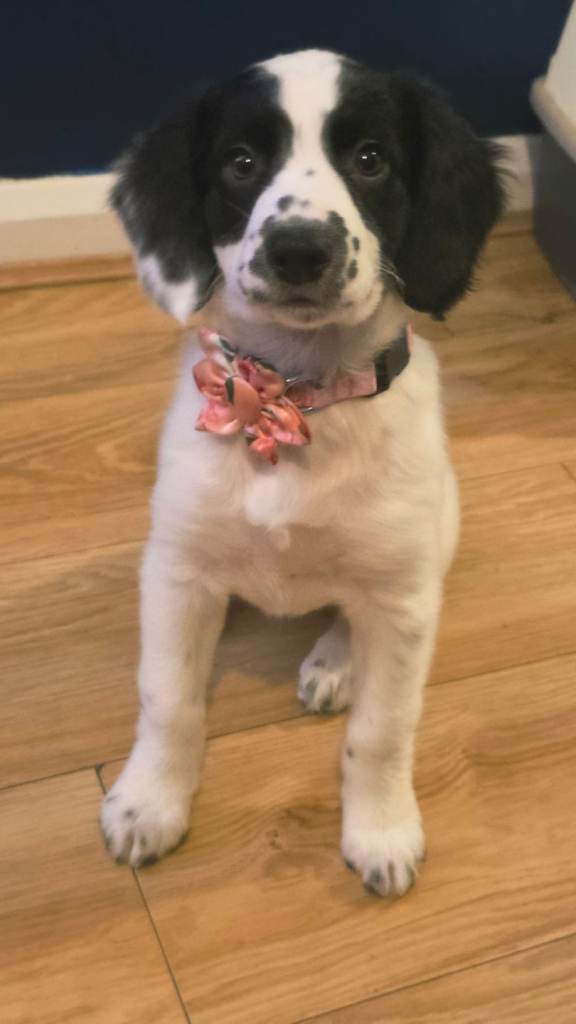 10 Week old Sprollie