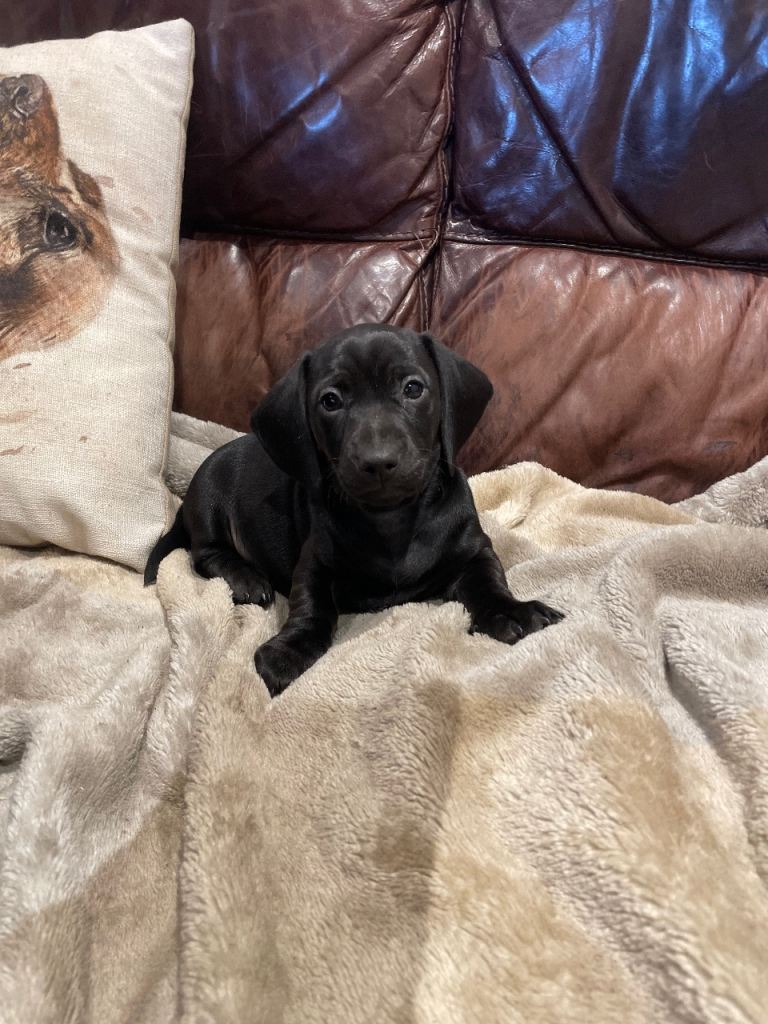 Miniature Dachshund puppy