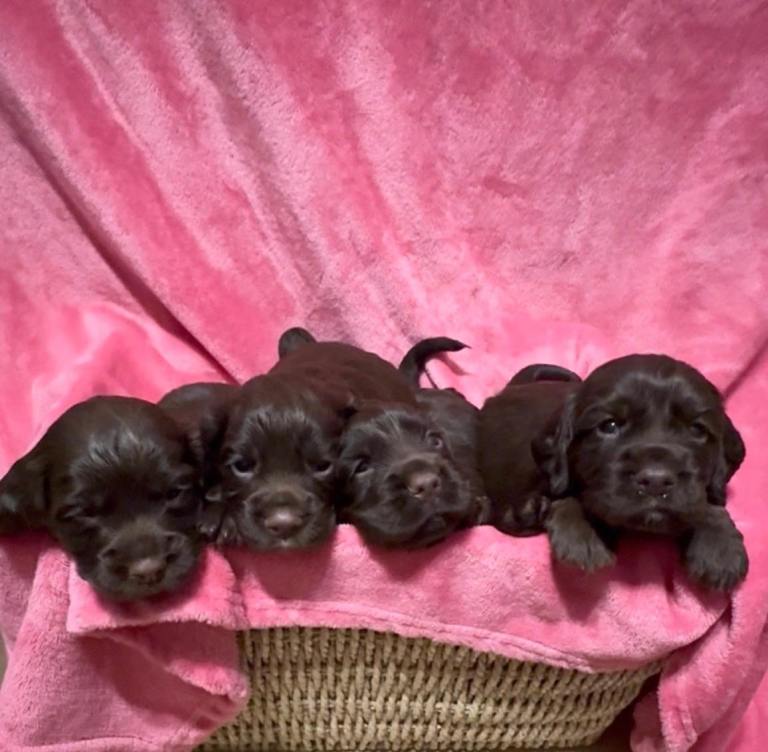 COCKER SPANIELS ready to go 7th of may 