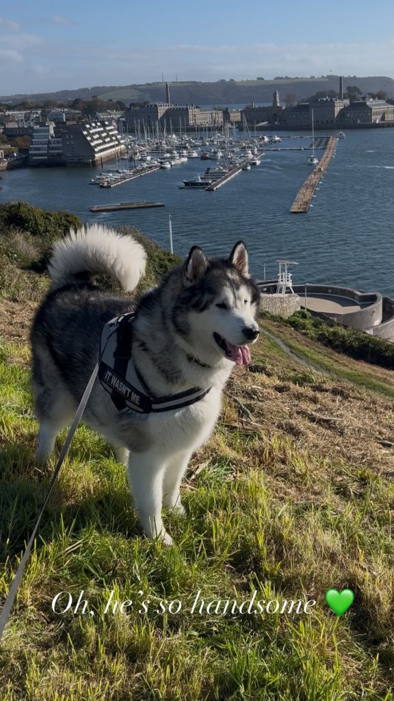 Alaskan malamute 