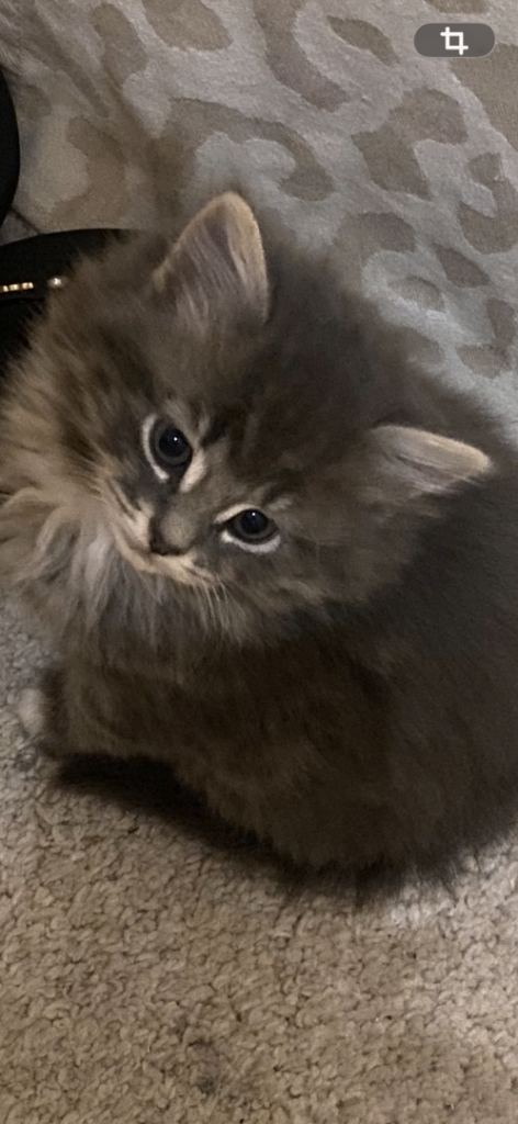 Long haired gray & white kittens 